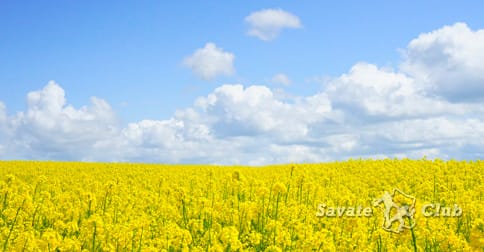 Viimeistä kertaa näillä hinnoilla!